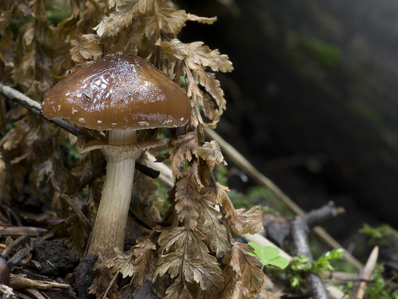 Agrocybe erebia